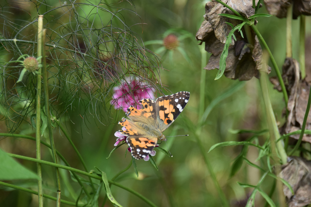 Edinburgh Zoo (15) - 2 August 2019