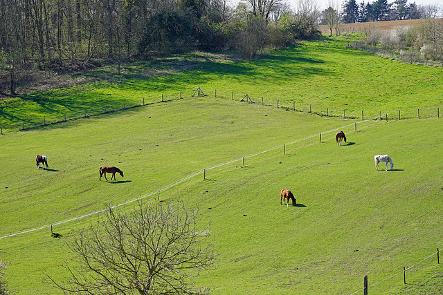 a pasture in spring !