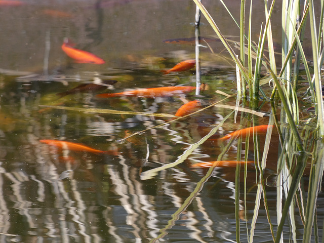 Fischlein im Wasser