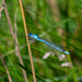 Blue Damselfly at Lyme Park