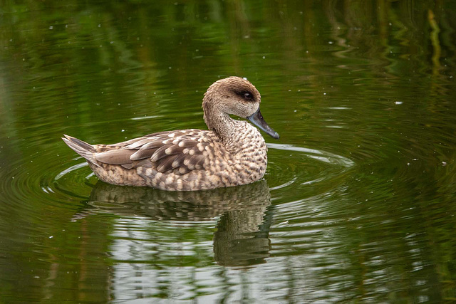 Marbled teal