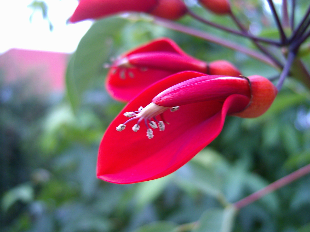 Erythrina crista-galli