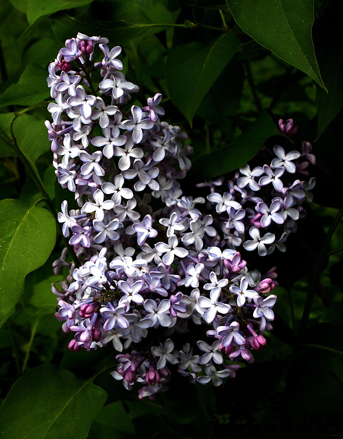 Butterfly shaped Lilac