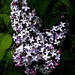Butterfly shaped Lilac