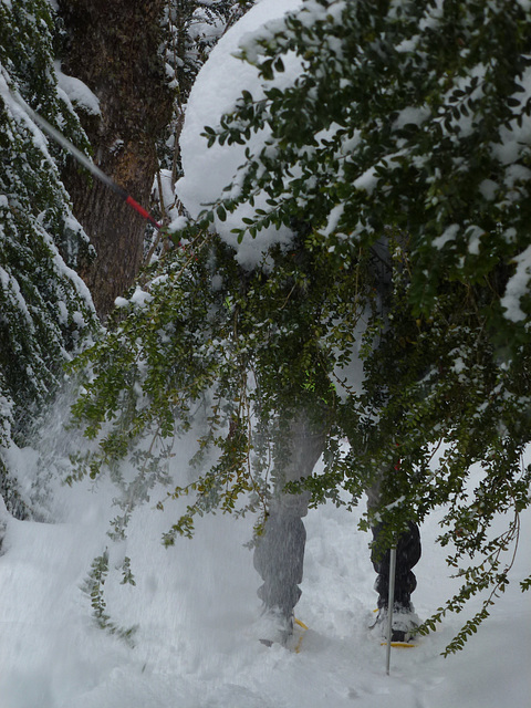 20150131 Raquettes Vercors La Goulandiere (73) al