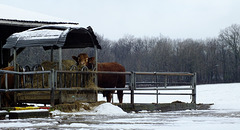 Neige en Périgord