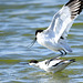 accouplement avocette