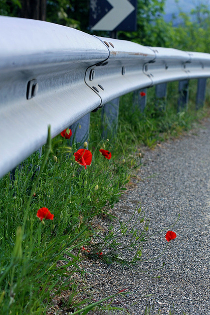 poppies and fence