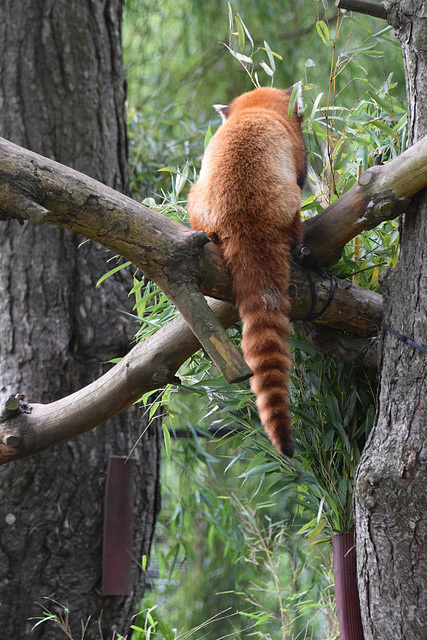 Edinburgh Zoo (16) - 2 August 2019