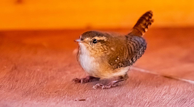 Wren