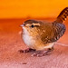 Wren