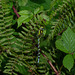 Southern Hawker Dragonfly