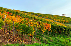 Herbstliche Weinberge bei Ahrweiler