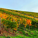 Herbstliche Weinberge bei Ahrweiler