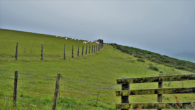 Exmore, Schafe, Rinder und Landschaft