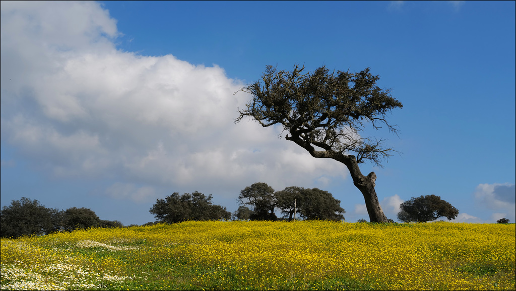 Minas de Neves Corvo, Brassica barrelieri , Azinheiras, Quercus ilex