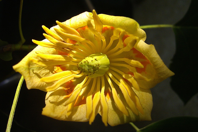 Liriodendron tulipifera