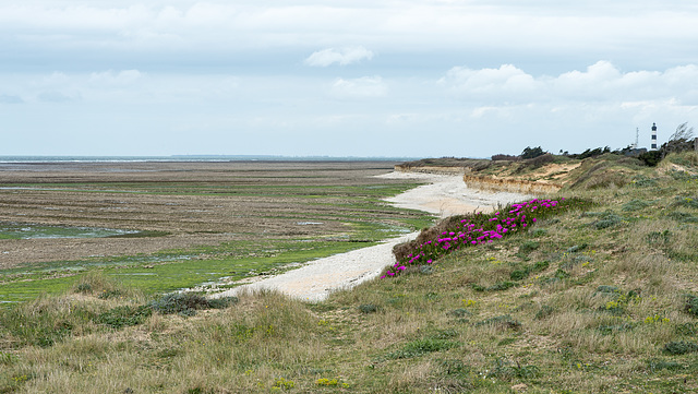 Côte Sauvage et le phare de Chassiron - 2016-04-26_D4_DSC6712