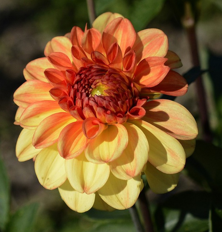 Dahlia