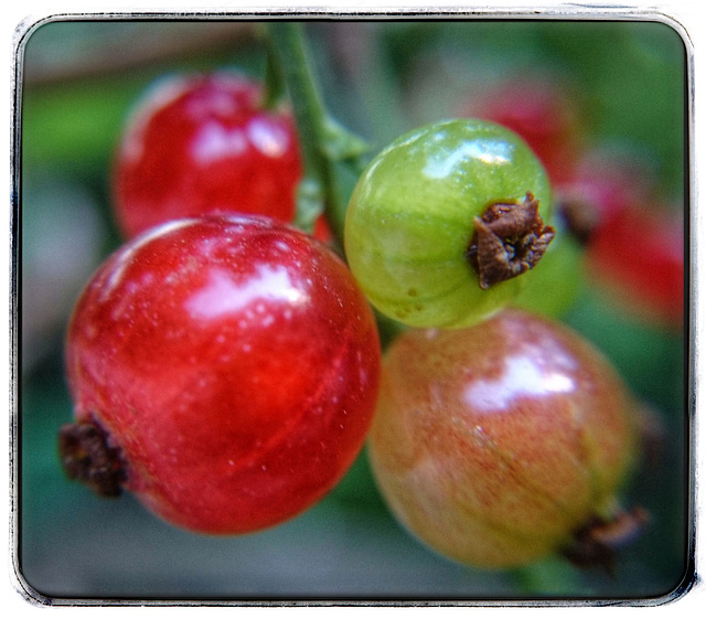 Ribes rubrum