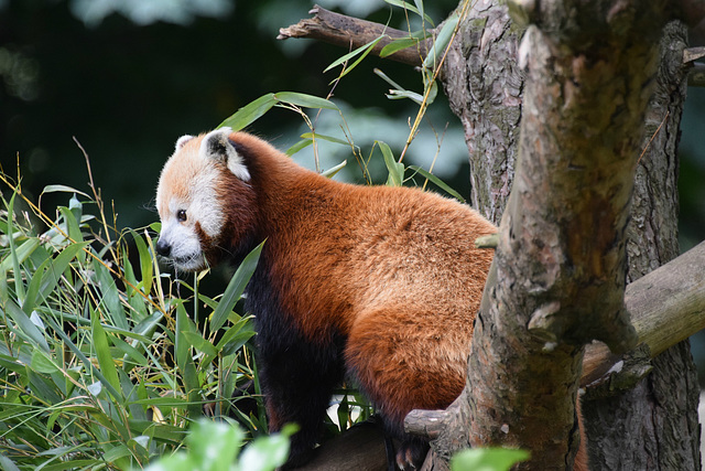 Edinburgh Zoo (17) - 2 August 2019