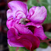 cyclamen
