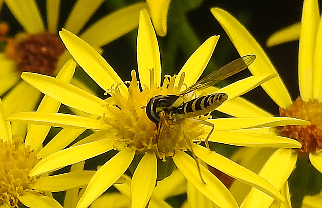20210725 1964CPw [D~LIP] Langbauchschwebfliege (Sphaerophoria scripta) [w], [Stiftschwebfliege], Jakobs-Greiskraut (Jacobaea vulgaris), Bad Salzuflen