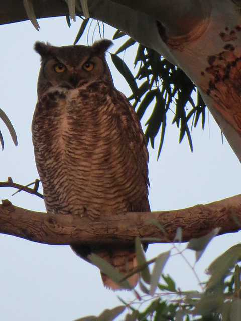 Great Horned Owl