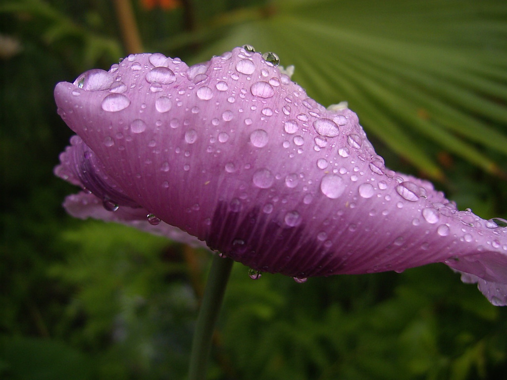 Papaver