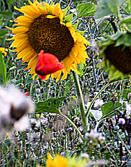sunflower kiss