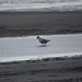 20140908 3454RTw [NL] Möwe, Terschelling