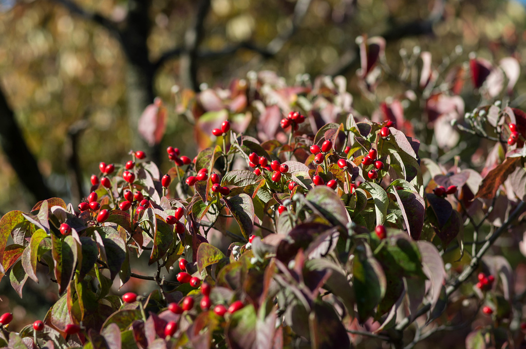 Dogwood fruits