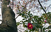 Cherry tree and camellia