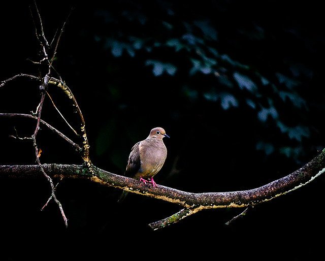 Morning Dove