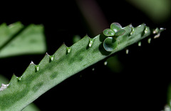 Kalanchoé, système de clônage