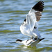 accouplement avocette