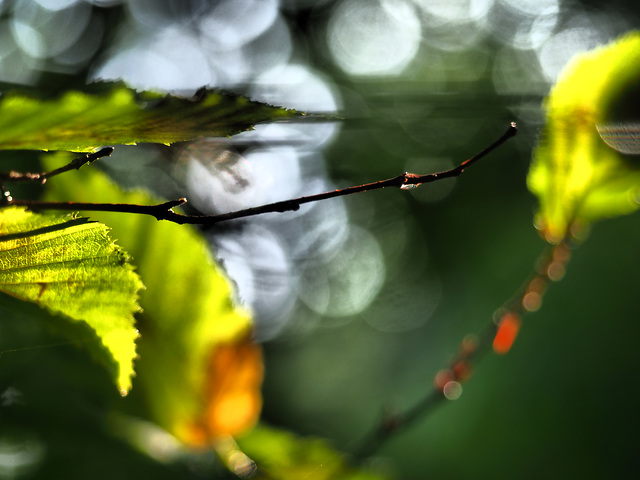 Réfraction d'un rêve de nature retrouvée...