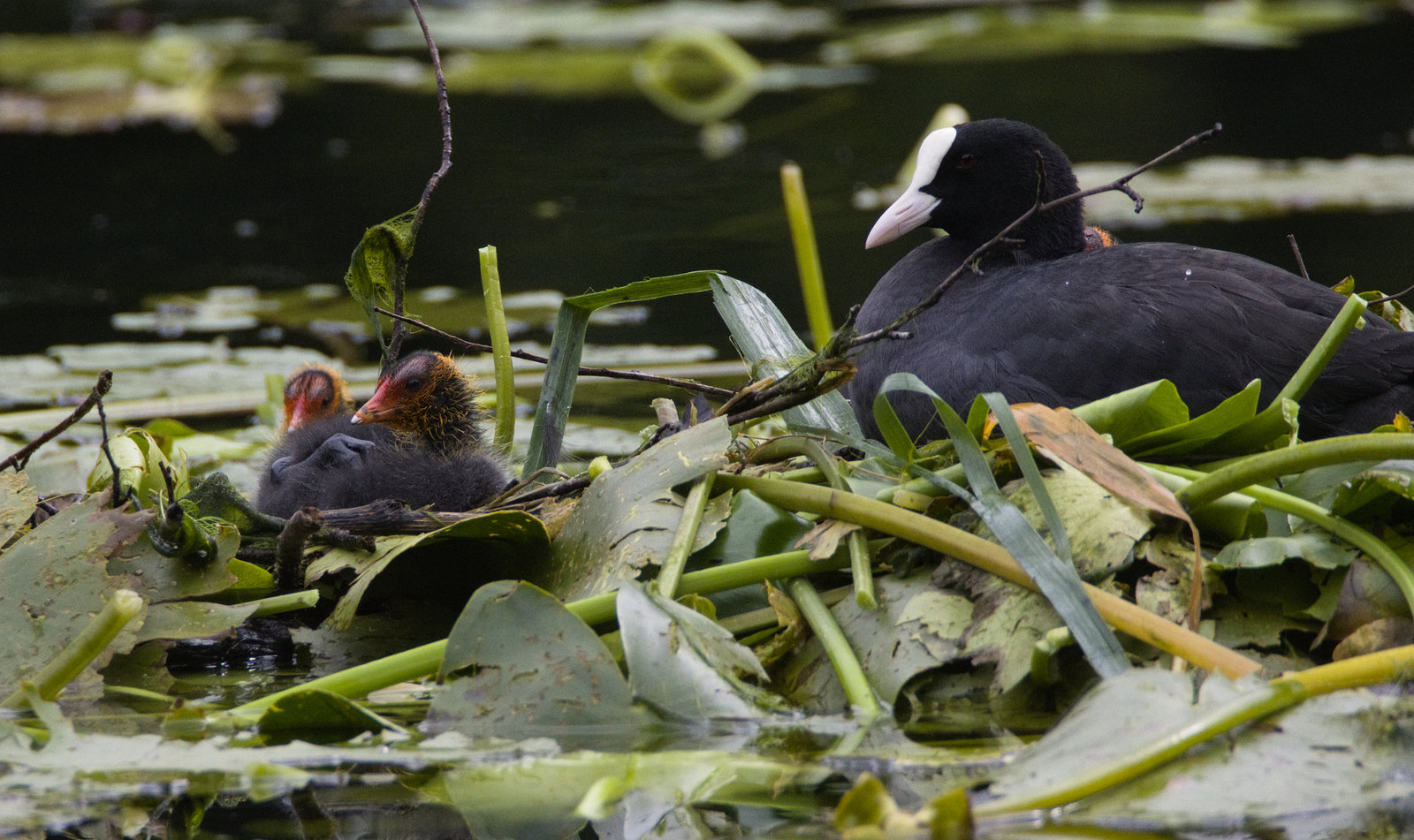 IMG 3026 Coot