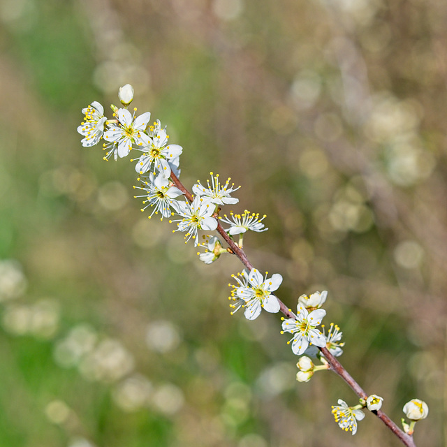 Blossom and Bokeh