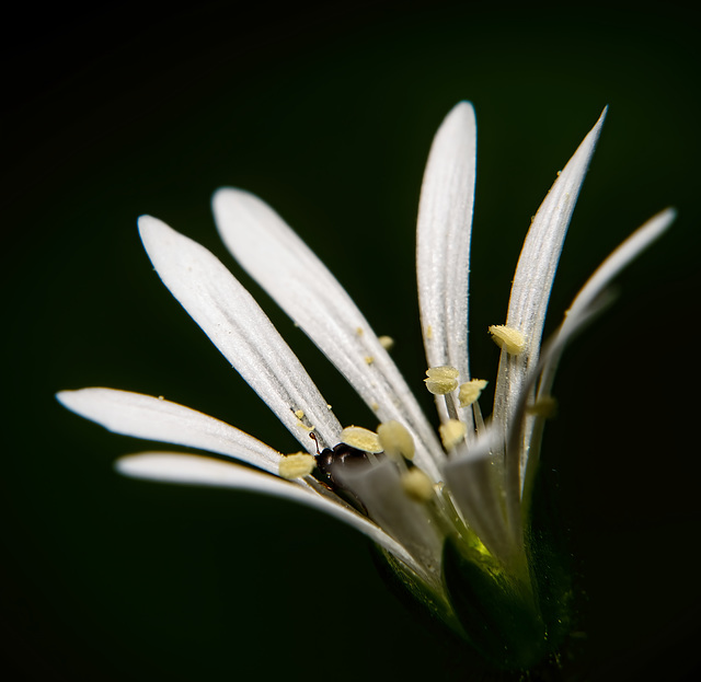 Eine unscheinbare zarte Blüte kann man auch zum Leuchten bringen :))