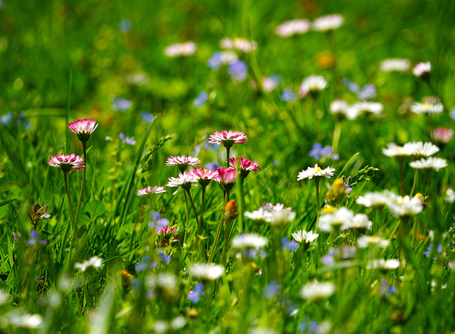 Blumenwiese