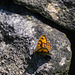 Wall Brown Butterfly on a Wall