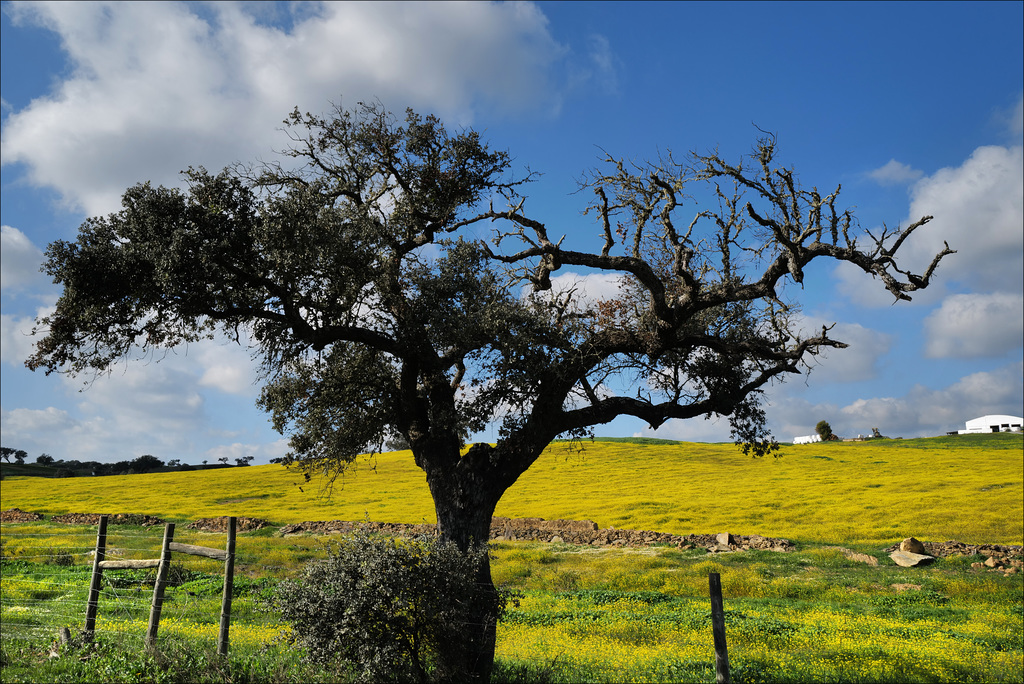 Minas de Neves Corvo, Brassica barrelieri , Azinheiras, Quercus ilex, HWW