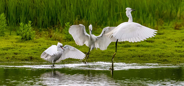 Little egrets