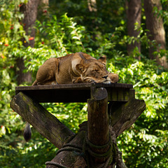 High Bench Siesta - HBM!