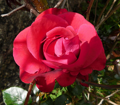 Une rose du parc pour la St Valentin****************