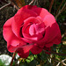 Une rose du parc pour la St Valentin****************