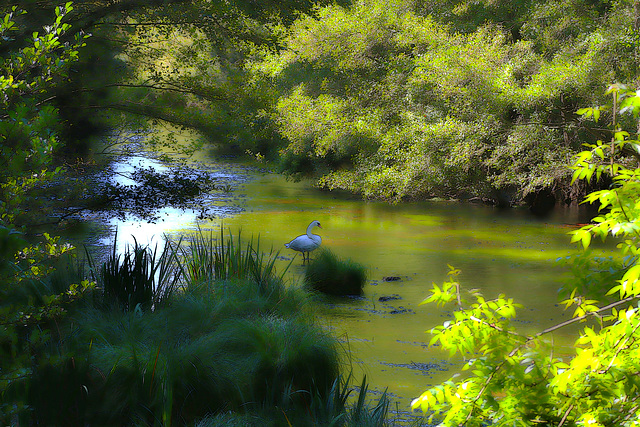 La nature en rêve