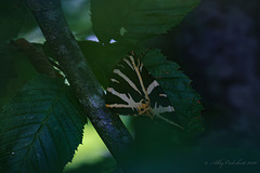 Jersey Tiger Moth