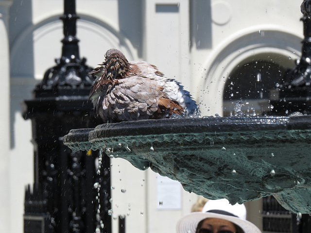 Pigeon in fountain